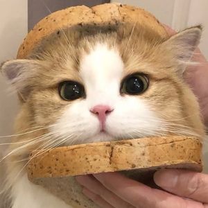 Meet your Posher, Penny